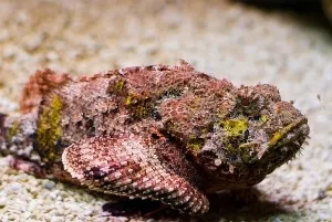 Небезпечні риби червоного моря (моря) Небезпечні риби червоного моря