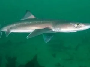 Небезпеки чорного моря