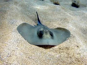 Небезпеки чорного моря