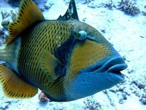 Небезпечні риби червоного моря (небезпечні) Небезпечні риби червоного моря