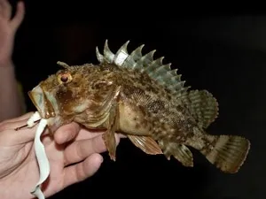 Небезпеки чорного моря