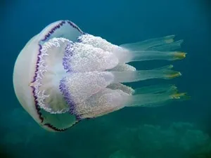 Небезпеки чорного моря