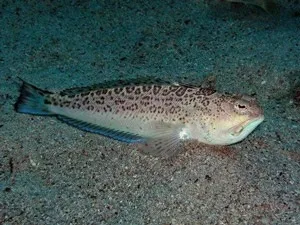 Небезпеки чорного моря
