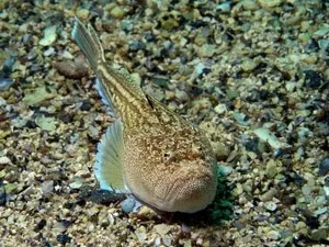 Небезпеки чорного моря