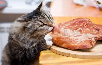 Небезпечні для кішки продукти (Небезпечні кішки продукти) Небезпечні для кішки продукти