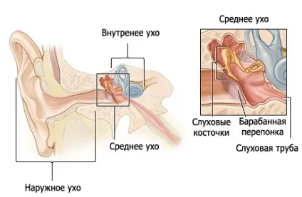 Огляд вуха в домашніх умовах