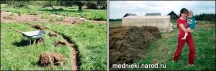 Освоєння запущеного ділянки (саду сайті Gardenia) Освоєння запущеного ділянки