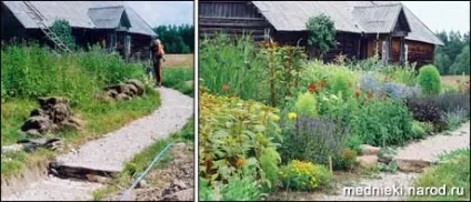 Освоєння запущеного ділянки (саду сайті Gardenia) Освоєння запущеного ділянки