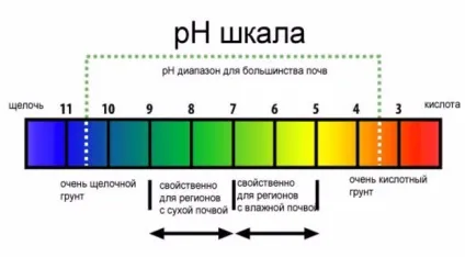 Особливості вирощування кипарисовика на дачній ділянці (кипарисовик на дачі) Особливості вирощування кипарисовика на дачній ділянці