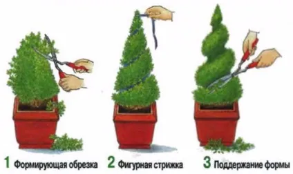 Особливості вирощування кипарисовика на дачній ділянці (кипарисовик з насіння) Особливості вирощування кипарисовика на дачній ділянці