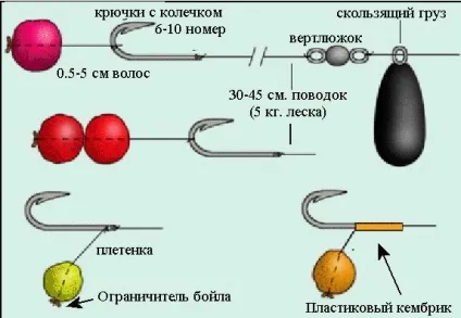 Особливості лову коропа на Бойл (Бойл) Особливості лову коропа на Бойл