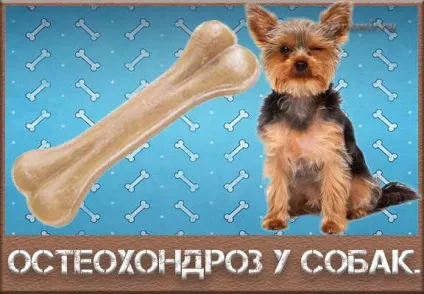 Остеохондроз у собак, причини, симптоми, лікування (лікування) Остеохондроз у собак, причини, симптоми, лікування
