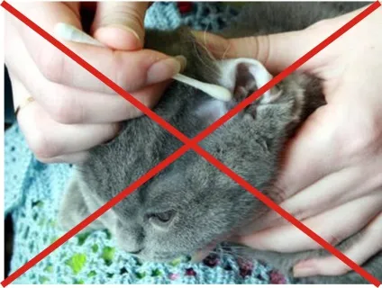 Отит у кішок причини, симптоми, лікування, 6 фото, відео (отит) Отит у кішок причини, симптоми, лікування, 6 фото, відео