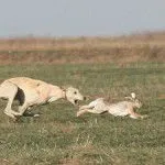 Полювання з хортами - полювання та риболовля вУкаіни і за кордоном (хорт) Полювання з хортами - полювання та риболовля вУкаіни і за кордоном