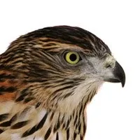Полювання з яструб великий етика і правила вилову тетеревятника (вилову) Полювання з яструб великий етика і правила вилову тетеревятника