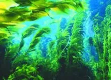 Звідки з'явилися рослини дитяча енциклопедія (з'явилися) Звідки з'явилися рослини дитяча енциклопедія