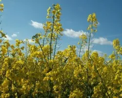 Овес як сидерат від бур'янів коли сіяти (садити) (бур'янів) Овес як сидерат від бур'янів коли сіяти (садити)