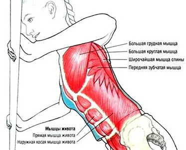 Віджимання від стіни для дівчат які м'язи працюють, користь для жінок і правильна техніка (віджимання від стіни користь для жінок) Віджимання від стіни для дівчат які м'язи працюють, користь для жінок і правильна техніка