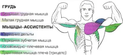 Віджимання від стіни для рук і грудних м'язів техніка, які м'язи працюють, користь (фото, відео)