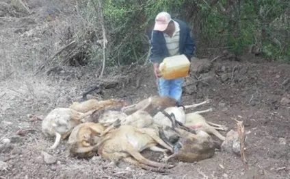 Звідки на землі взялася чупакабра, осі світу