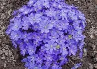 Печіночниця фото сортів, вирощування, догляд, розмноження (печеночница) Печіночниця фото сортів, вирощування, догляд, розмноження