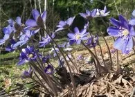 Печіночниця фото сортів, вирощування, догляд, розмноження (фото) Печіночниця фото сортів, вирощування, догляд, розмноження