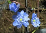Печіночниця фото сортів, вирощування, догляд, розмноження (розмноження) Печіночниця фото сортів, вирощування, догляд, розмноження