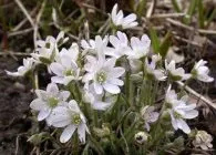 Печіночниця фото сортів, вирощування, догляд, розмноження (фото) Печіночниця фото сортів, вирощування, догляд, розмноження