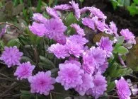 Печіночниця фото сортів, вирощування, догляд, розмноження (печеночница переліска благородна японська опушена азіатська трансильванськая середня види вирощування розташування полив догляд підживлення шкідники хвороби розмноження) Печіночниця фото сортів, вирощування, догляд, розмноження