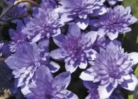 Печіночниця фото сортів, вирощування, догляд, розмноження (розмноження) Печіночниця фото сортів, вирощування, догляд, розмноження
