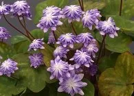 Печіночниця фото сортів, вирощування, догляд, розмноження (фото) Печіночниця фото сортів, вирощування, догляд, розмноження