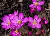 Печіночниця фото сортів, вирощування, догляд, розмноження (розмноження) Печіночниця фото сортів, вирощування, догляд, розмноження