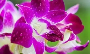 Пельмені в горщиках рецепти в духовці, по-Амурської і по-царськи (рецепти) Пельмені в горщиках рецепти в духовці, по-Амурської і по-царськи