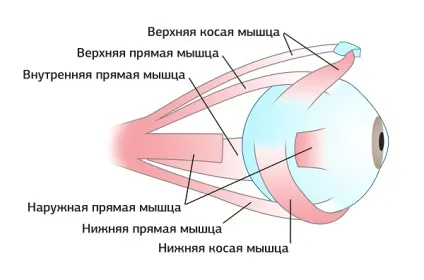Парез очних м'язів у дітей, окоруховий параліч відвідного нерва (окоруховий) Парез очних м'язів у дітей, окоруховий параліч відвідного нерва
