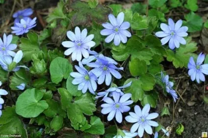 Печіночниця фото сортів, вирощування, догляд, розмноження (фото) Печіночниця фото сортів, вирощування, догляд, розмноження