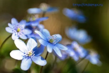 Печіночниця посадка і догляд, види (печіночниця) Печіночниця посадка і догляд, види