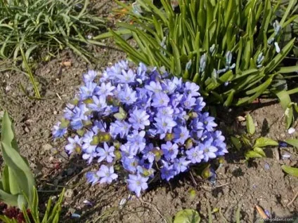 Печіночниця фото сортів, вирощування, догляд, розмноження (печеночница переліска благородна японська опушена азіатська трансильванськая середня види вирощування розташування полив догляд підживлення шкідники хвороби розмноження) Печіночниця фото сортів, вирощування, догляд, розмноження