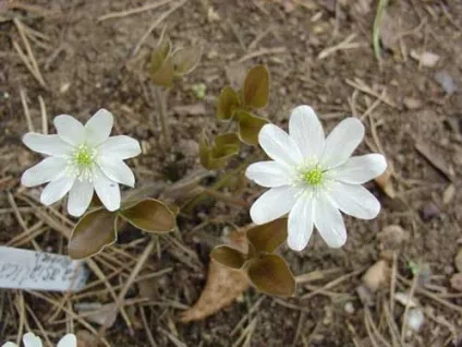 Печіночниця фото сортів, вирощування, догляд, розмноження (догляд) Печіночниця фото сортів, вирощування, догляд, розмноження