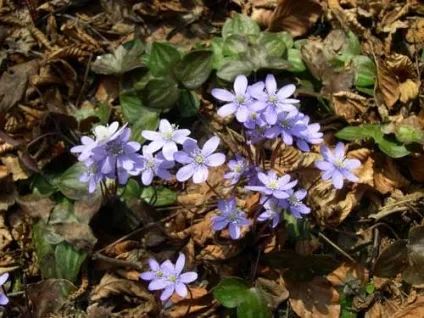 Печіночниця фото сортів, вирощування, догляд, розмноження (печеночница) Печіночниця фото сортів, вирощування, догляд, розмноження