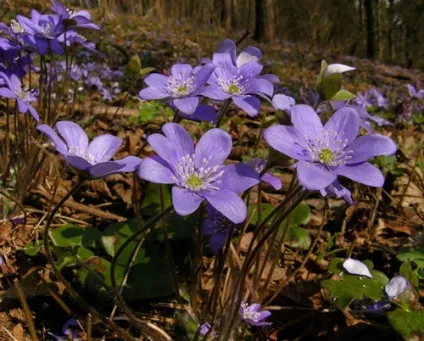 Печіночниця посадка і догляд, види і сорти, фото