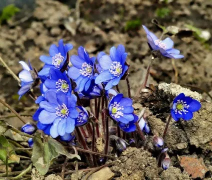Печіночниця посадка і догляд, види і сорти, фото