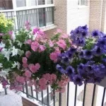 Петунії на балконі фото, оформлення та догляд за квітами