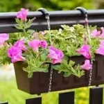 Петунії на балконі фото, оформлення та догляд за квітами
