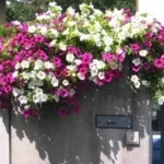Петунії на балконі фото, оформлення та догляд за квітами