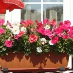 Петунії на балконі фото, оформлення та догляд за квітами