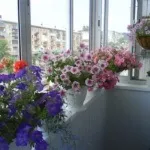 Петунії на балконі фото, оформлення та догляд за квітами