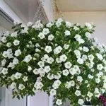 Петунії на балконі фото, оформлення та догляд за квітами