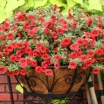 Петунії на балконі фото, оформлення та догляд за квітами