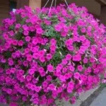 Петунії на балконі фото, оформлення та догляд за квітами