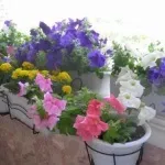 Петунії на балконі фото, оформлення та догляд за квітами